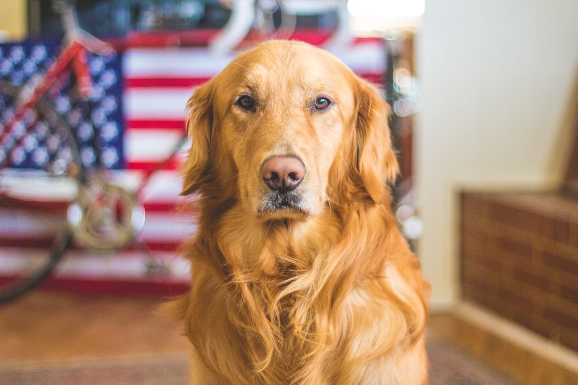 bicycle-dog-animal-american-flag-mammal-golden-retriever-101617-pxhere.com