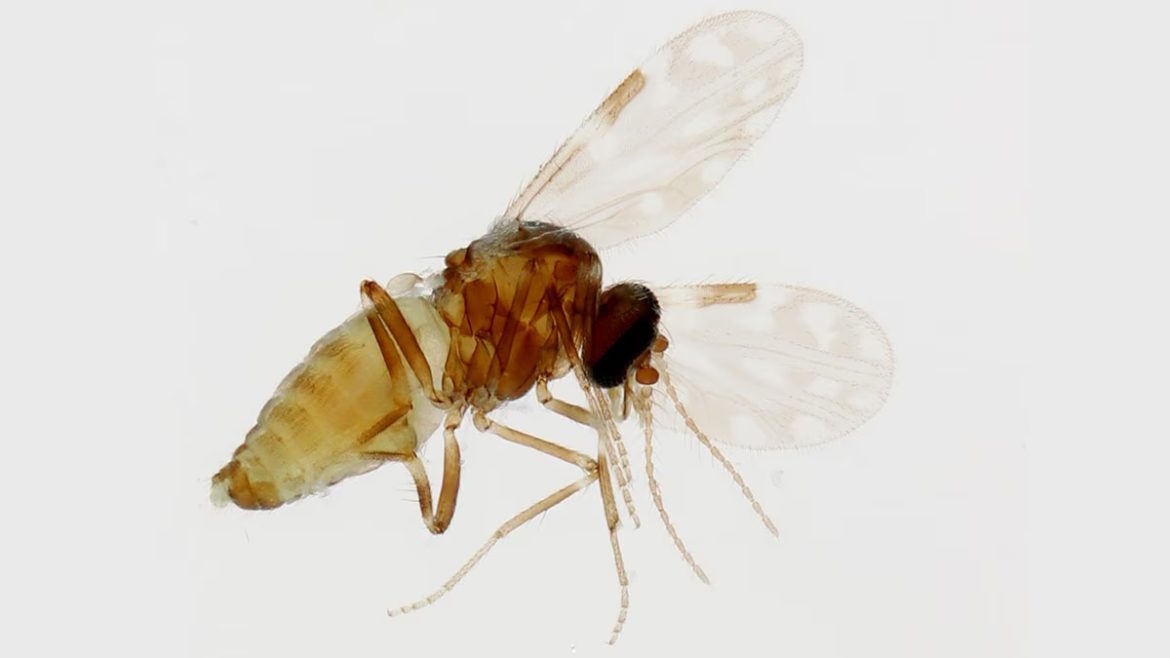 Culicoides-paraensis-female-16-9