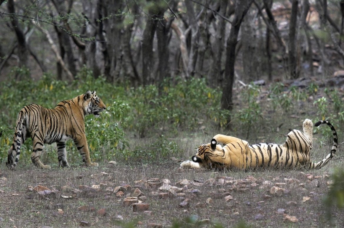India Tiger Population