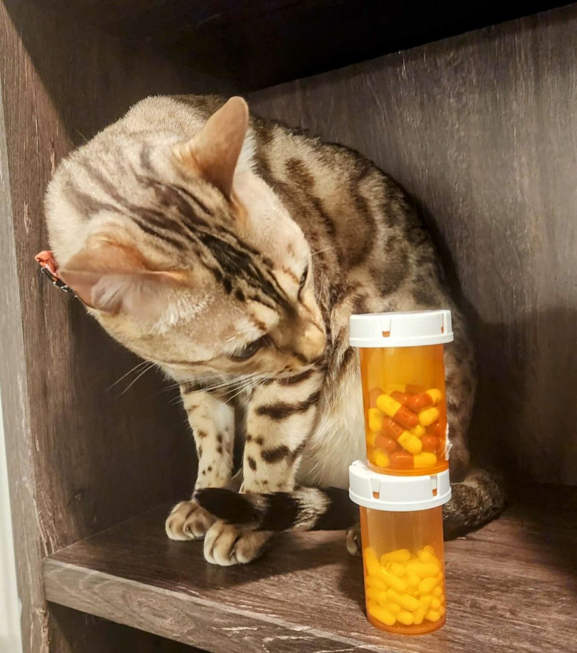 20250130-071658-299-Cat posing with pill bottles – Victoria Breshears