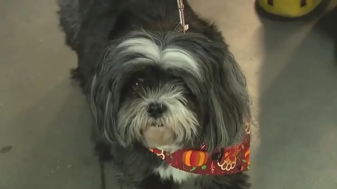 snapshot-2025-03-04t173628.058