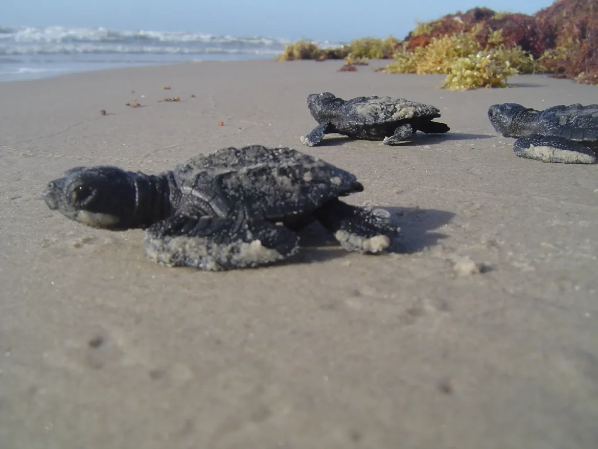Photo-3-for-story-about-Texas-national-parks_Padre-Island-National-Seashore-08-25-2016_Credit-National-Park-Service.jpg