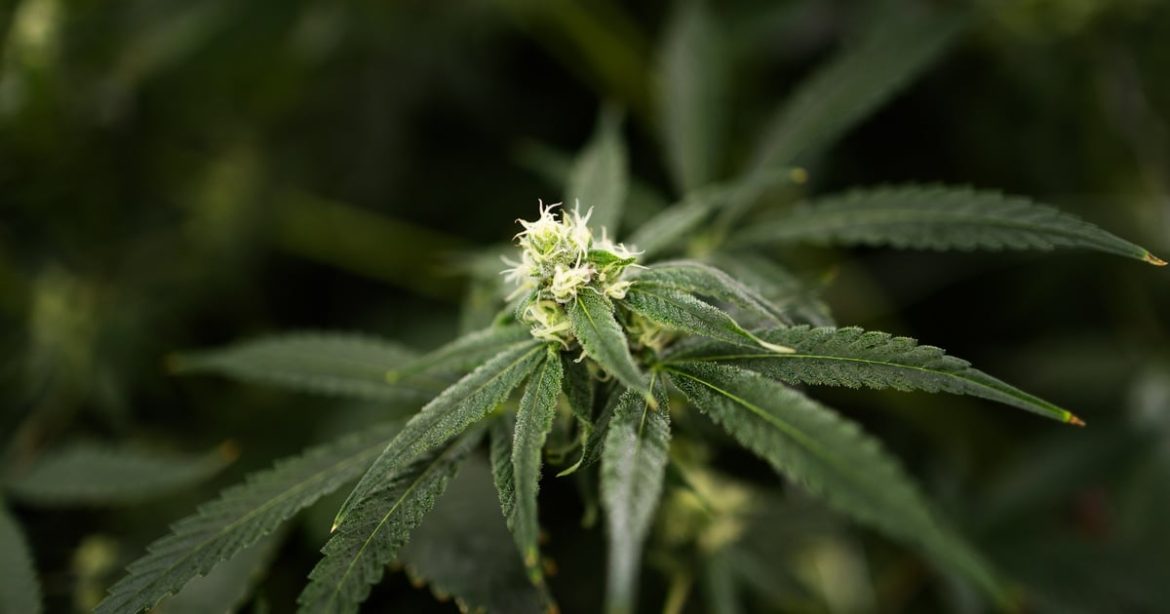 0926 Weed Law LW TT 34